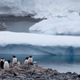 Gentoo penguins being super cool.